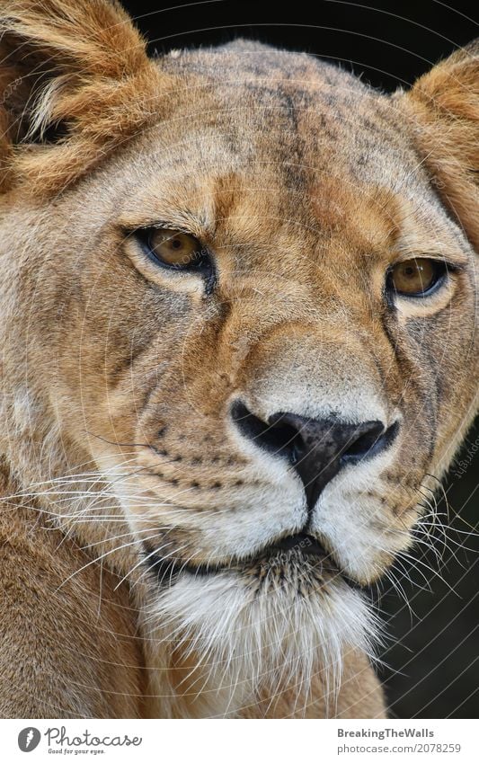 Nahes hohes Porträt des Extrems der Löwin Kamera betrachtend Natur Tier Wildtier Tiergesicht Zoo 1 Blick dunkel stark wild schwarz Macht Tierliebe extrem