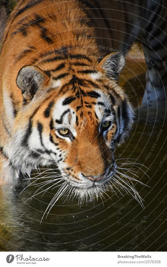 Schließen Sie herauf Porträt des jungen sibirischen Tigers im Wasser Natur Tier Wärme Wildtier Katze Tiergesicht Zoo 1 laufen Blick wild Leopard Schnauze