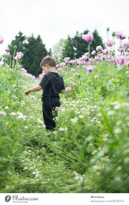 im Mohnfeld Junge Kindheit Leben 1 Mensch 3-8 Jahre Natur Pflanze Tier Sommer Feld laufen Mohnblüte rosa pflücken Sommertag Kamille Kamillenblüten gehen Blühend