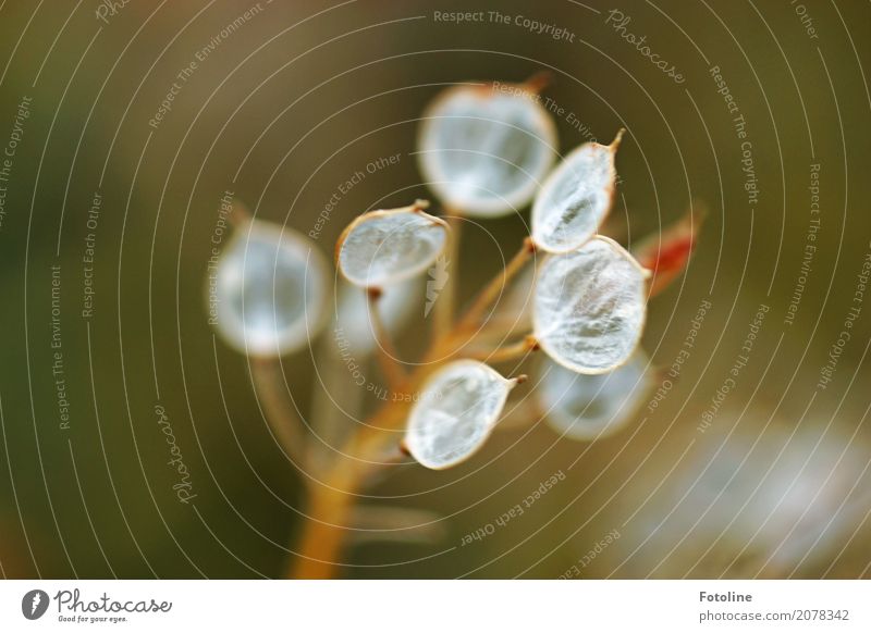 so zart Umwelt Natur Sommer Pflanze Garten klein braun weiß Samenpflanze Steingartenpflanzen verblüht durchsichtig Farbfoto mehrfarbig Außenaufnahme Nahaufnahme