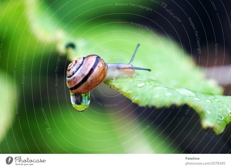 tropf tropf Umwelt Natur Pflanze Tier Urelemente Wasser Wassertropfen Sommer Regen Blatt Garten Park Schnecke 1 hell klein nah nass natürlich braun grün