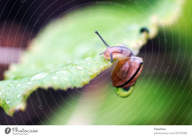 Lass dich nicht hängen! Umwelt Natur Pflanze Tier Urelemente Wasser Wassertropfen Frühling Sommer Blatt Garten Park Schnecke 1 frei klein nah nass natürlich