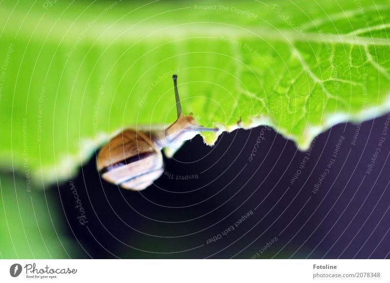 drunter Umwelt Natur Pflanze Tier Urelemente Wasser Wassertropfen Sommer Blatt Garten Park Schnecke 1 frei hell klein schleimig braun grün weiß Schneckenhaus