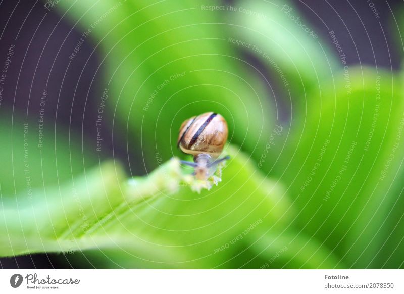 konFRONTation Umwelt Natur Pflanze Tier Blatt Garten Park Schnecke 1 frei hell klein nah natürlich schleimig braun grün krabbeln Glätte Fühler Schneckenhaus