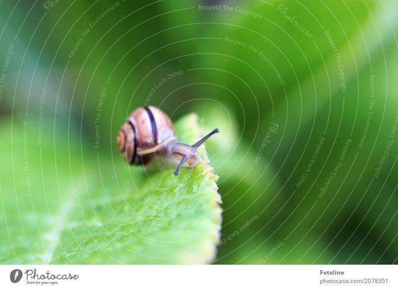 glitschig Umwelt Natur Pflanze Tier Urelemente Wasser Wassertropfen Blatt Garten Park Schnecke 1 frei hell klein nah nass natürlich schleimig braun grün