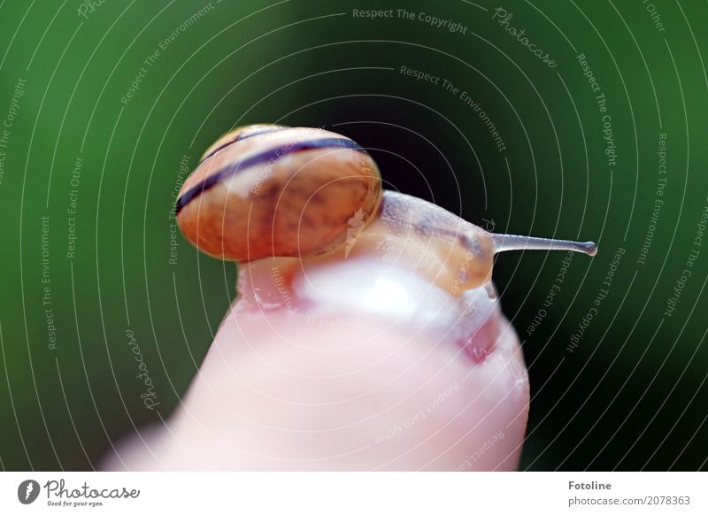 Schneckenbesuch Mensch Haut Finger Umwelt Natur Tier Urelemente Wasser Sommer 1 klein nah nass natürlich braun grün schleimig krabbeln Schneckenhaus