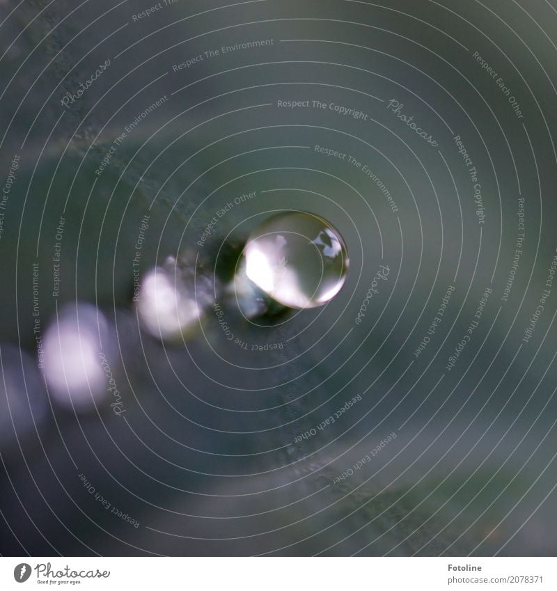 Nach dem Regen Umwelt Natur Urelemente Wasser Wassertropfen Pflanze Blatt nah nass natürlich grau weiß perlen Perle Perlenkette glänzend Farbfoto