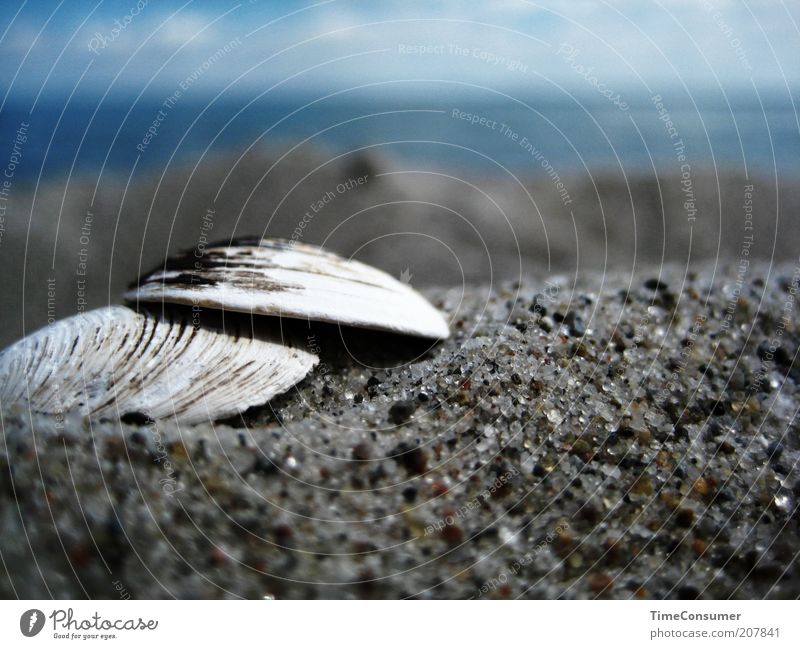 "Komm, wir m(k)uscheln miteinander am Strand!" Sommer Sommerurlaub Meer Sand schön Sicherheit Schutz Muschel Sandkorn Farbfoto Gedeckte Farben Außenaufnahme