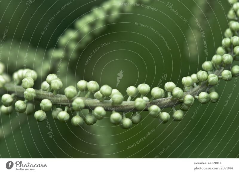 Molekül Umwelt Natur Pflanze Sommer Grünpflanze grün Farbfoto Gedeckte Farben Außenaufnahme Nahaufnahme Makroaufnahme Menschenleer Tag Sonnenlicht