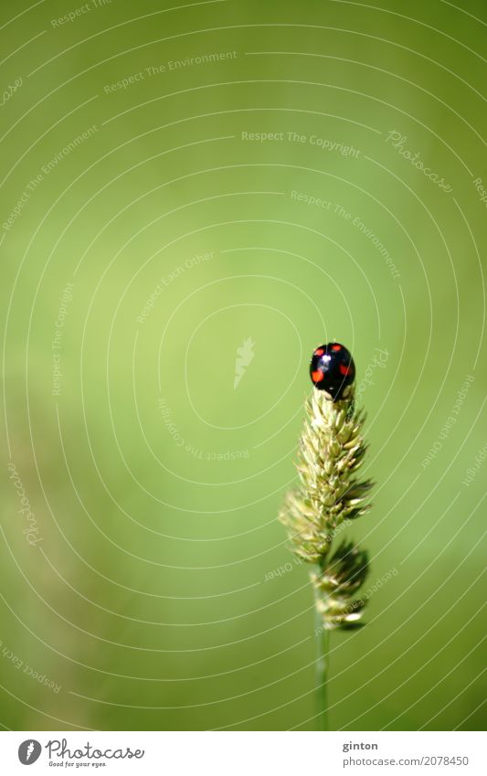 Asiatischer Marienkäfer Natur Pflanze Tier Gras Wildtier Käfer exotisch lustig Vielfarbiger Marienkäfer Harlekin-Marienkäfer Harmonia axyridis Insekt