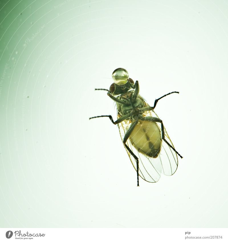 ein tröpfchen in ehren Luft Fliege Flügel Schmeißfliege Insekt leckrüssel 1 Tier Wassertropfen Tropfen Blase Kugel trinken Ekel groß nah skurril