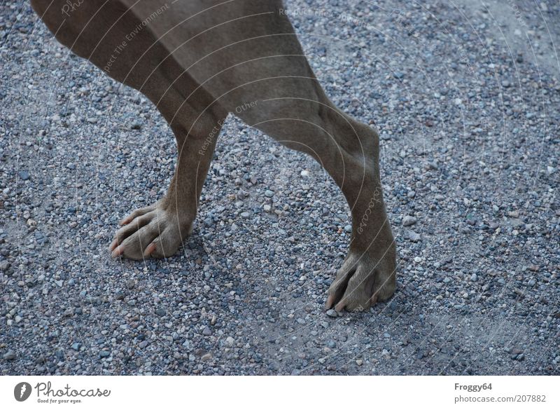 Man zeigt Bein! Umwelt Tier Haustier Hund Fell Krallen Pfote 1 Stein Sand gehen stehen dünn schön geduldig ruhig Farbfoto Gedeckte Farben Außenaufnahme