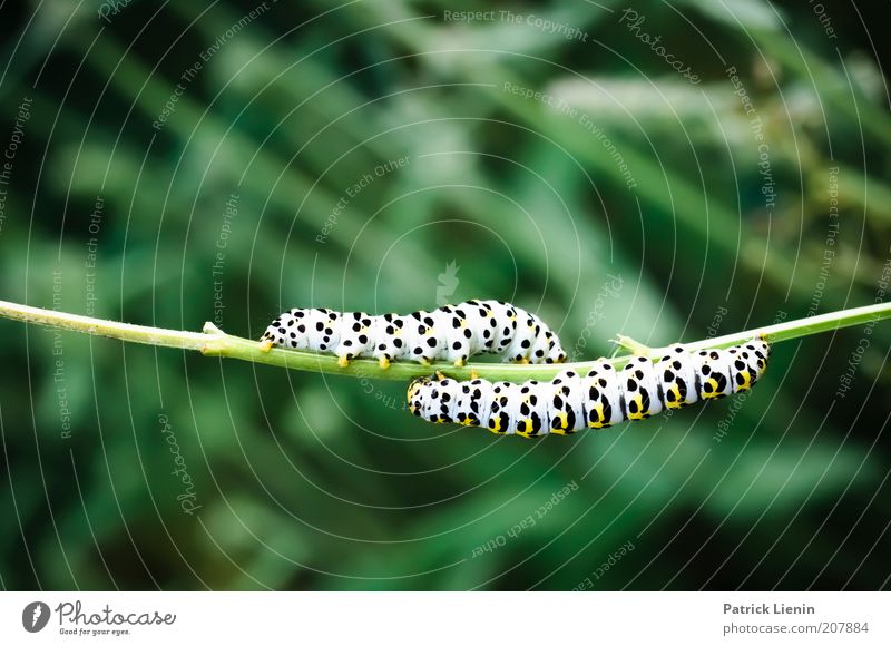 gemeinsam schaffen wir das! Umwelt Natur Pflanze Tier Sommer Wildtier 2 Raupe hängen Zusammensein Zusammenhalt Punkt grell gelb grün eulenraupe Farbfoto