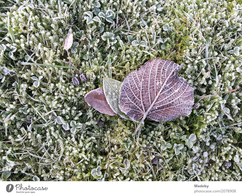 Lila Lindenblatt auf bemoostem Rasen mit Raureif Winter Garten Umwelt Natur Pflanze Tier Herbst Klima Wetter schlechtes Wetter Eis Frost Baum Moos Blatt Park