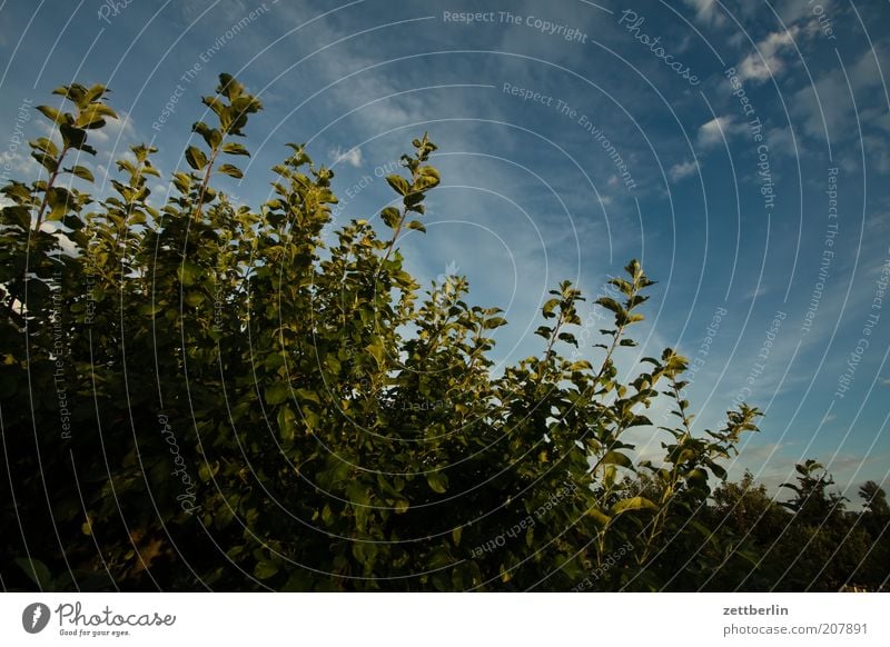 Bevor ich die Heckenschere hatte Natur Pflanze Sommer Grünpflanze blau grün Juni Liguster Grenze Himmel Wolken Blätterdach Blattgrün Zweige u. Äste Farbfoto