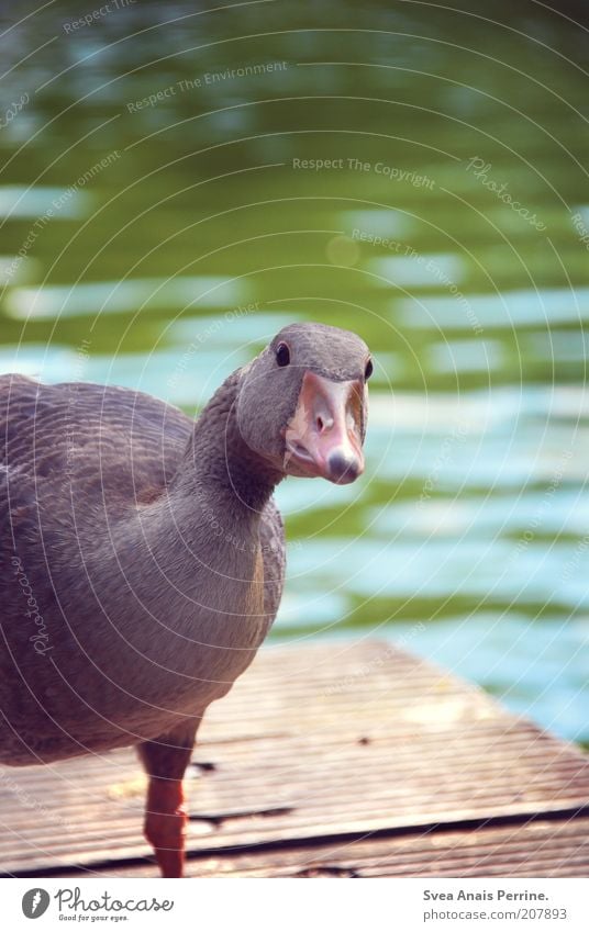 neugierig. Natur Wasser Schönes Wetter See Steg Tier Wildtier Gans 1 beobachten aufdringlich Neugier Farbfoto Gedeckte Farben Außenaufnahme Menschenleer