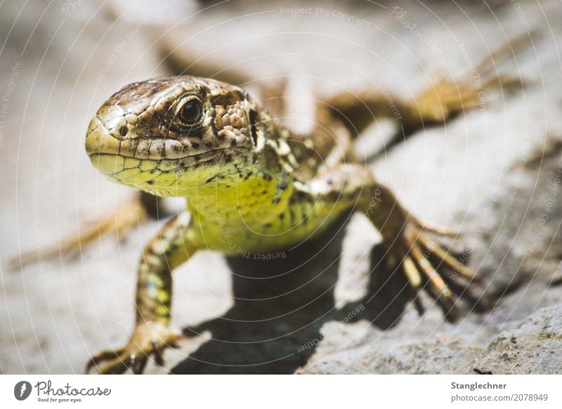 Eidechse IV Natur Tier Sommer Felsen Echte Eidechsen Echsen Wildtier 1 beobachten Blick ästhetisch Abenteuer erleben Stolz Tierporträt Tiergesicht Tierhaut