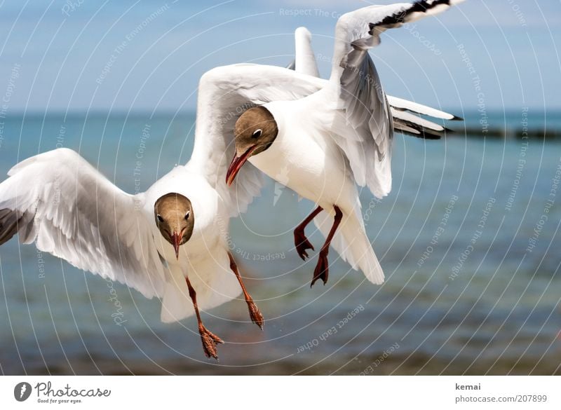 Futterneid Umwelt Natur Tier Himmel Sonnenlicht Sommer Klima Schönes Wetter Wärme Küste Ostsee Meer Wildtier Vogel Tiergesicht Flügel Möwe Schnabel 2 fliegen