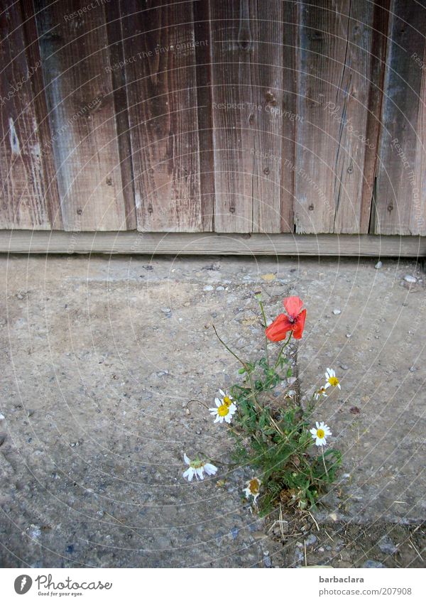 We will survive! Pflanze Sommer Wärme Blume Blüte Wildpflanze Stein Sand einfach trocken Überleben Mauerblümchen Farbfoto Außenaufnahme Tag Scheune Dürre Mohn