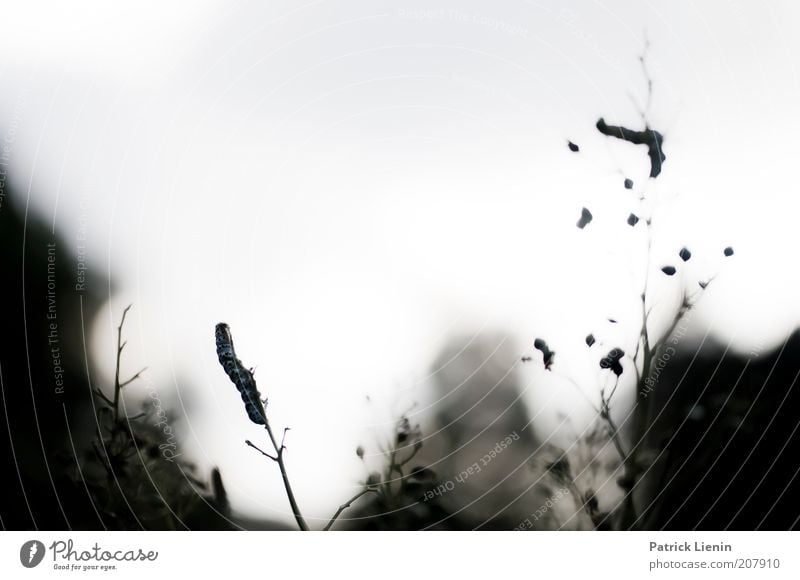 alles abgefressen Umwelt Natur Landschaft Pflanze Himmel Sonnenlicht Sommer Sträucher Wildtier hängen Raupe Schmetterling Fressen dunkel abstrakt Ast Eulenraupe