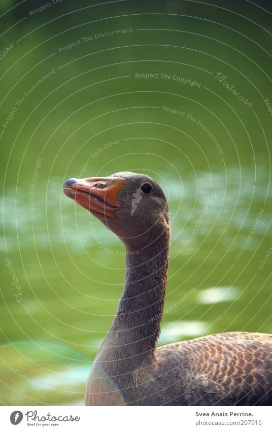 gibs mir. Umwelt Natur Frühling Sommer Schönes Wetter See Wasser Teich Tier Wildtier Tiergesicht Gans Ente 1 beobachten Neugier grün aufdringlich Erwartung