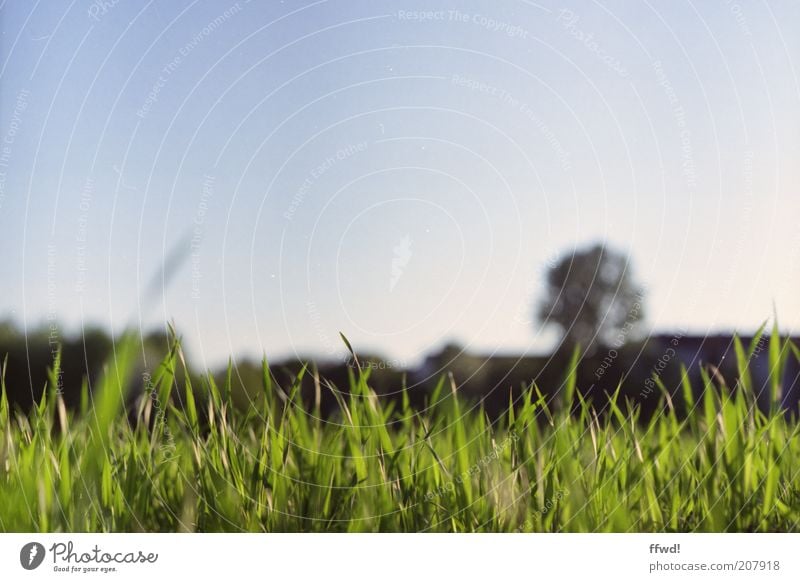 Wiese Umwelt Natur Himmel Wolkenloser Himmel Gras Wachstum frisch natürlich saftig ruhig Idylle gedeihen Farbfoto Außenaufnahme Textfreiraum oben Tag Licht