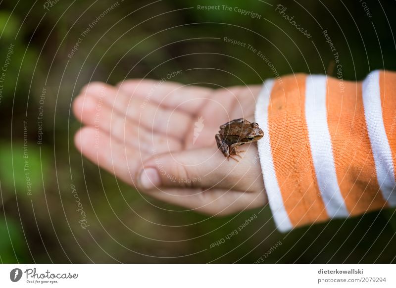 Kind mit Frosch Spielen Kindererziehung Bildung Wissenschaften Kindergarten lernen Mensch Umwelt Natur Landschaft Tier Frühling Garten Wiese Wald Urwald fangen