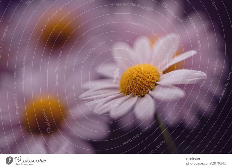 Freitagsblümschchen Valentinstag Geburtstag Natur Pflanze Sommer Blume Sträucher Blatt Blüte Wildpflanze Margerite Margeritenstock Korbblütengewächs