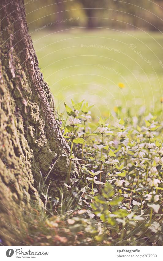 Baumbewuchs Erholung Garten Natur Pflanze Frühling Sommer Gras Baumrinde Park Wiese natürlich Außenaufnahme Schwache Tiefenschärfe Baumstamm