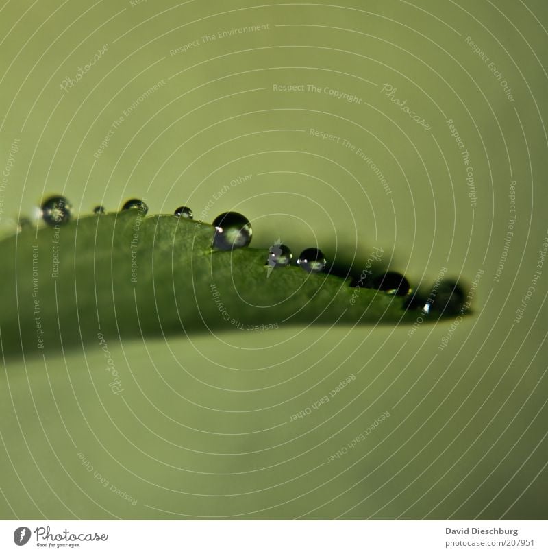 Aufgefangen Leben harmonisch Natur Pflanze Wassertropfen Frühling Sommer Regen Blatt Grünpflanze grün feucht nass Kugel rund Farbfoto Außenaufnahme Nahaufnahme