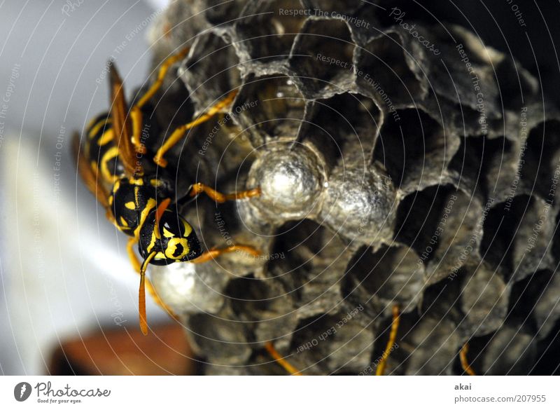 Wächterin der Brut - Wespe Natur Sommer Tier Wildtier Tiergesicht Flügel 1 krabbeln gelb schwarz fleißig diszipliniert Ausdauer Entschlossenheit Wespennest