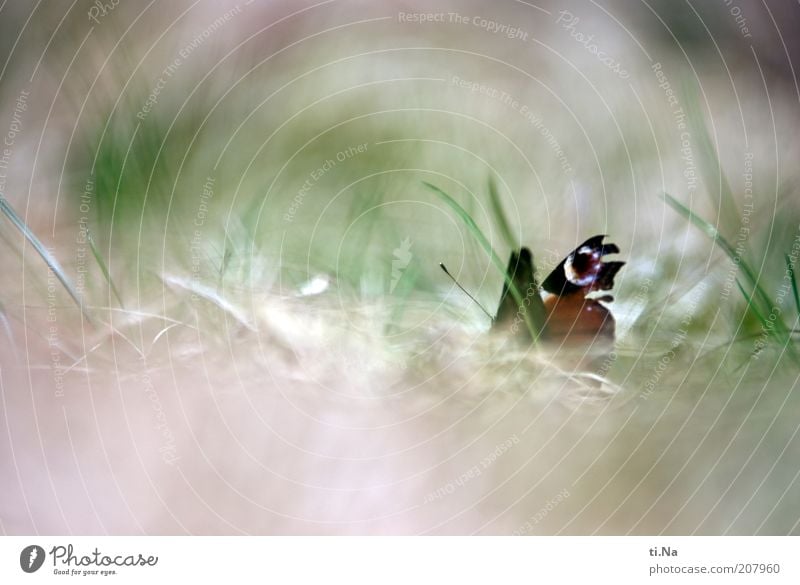 flieg kleine Seele Umwelt Natur Pflanze Tier Frühling Sommer Schönes Wetter Wiese Wildtier Schmetterling 1 beobachten warten schön natürlich grün rot Gefühle