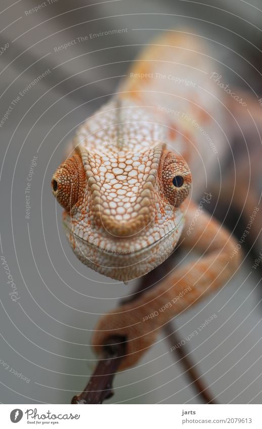 karl-heinz I Wildtier 1 Tier krabbeln Blick außergewöhnlich lustig Optimismus Gelassenheit Natur Chamäleon Neugier Schuppen Auge Klettern Lächeln Farbfoto