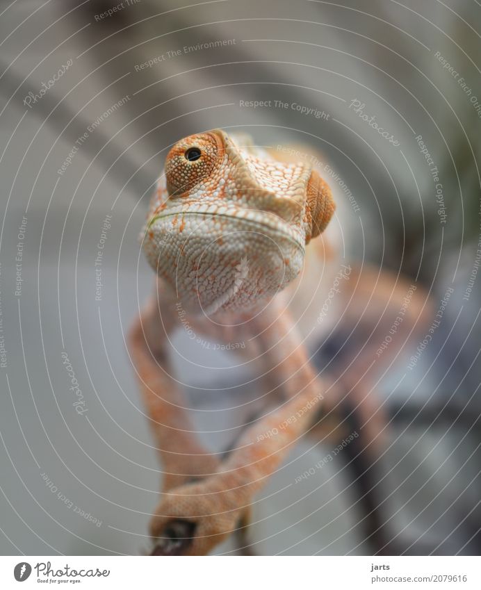 karl-heinz II 1 Tier Blick außergewöhnlich Chamäleon Wegsehen Coolness Auge Schuppen Tierhaut Gleichgültigkeit Klettern Farbfoto Gedeckte Farben Innenaufnahme