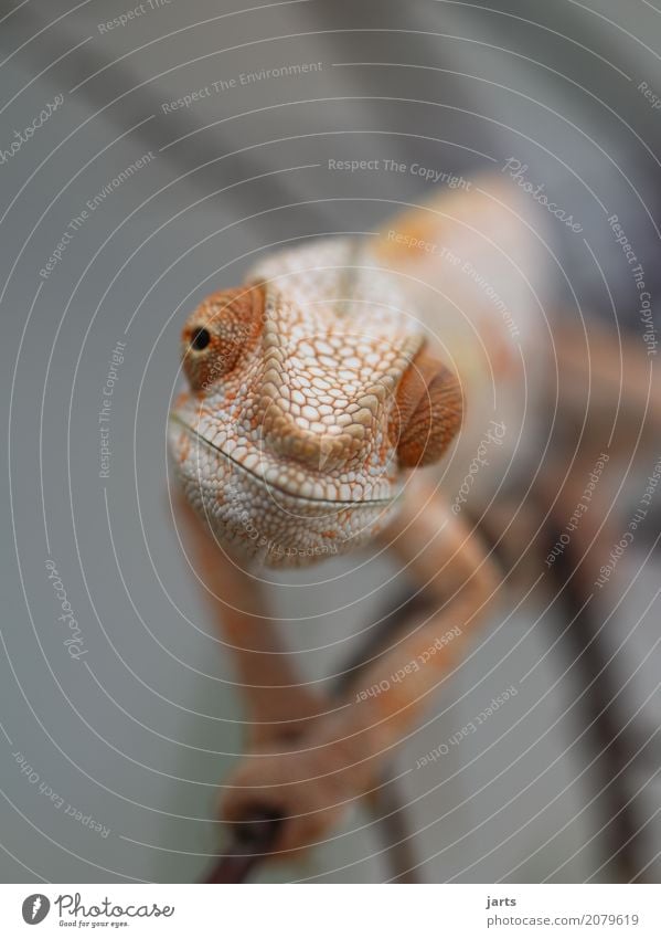 karl-heinz III Tier Wildtier 1 krabbeln Blick außergewöhnlich Freundlichkeit ruhig Chamäleon Tierhaut Schuppen Auge Klettern Gelassenheit Coolness Farbfoto