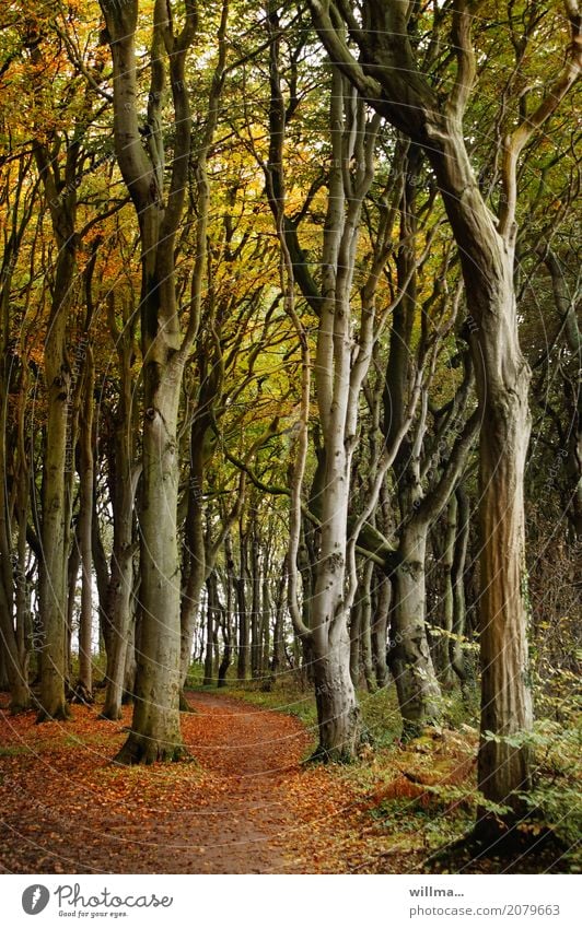 Gespensterwald Nienhagen im Herbst Natur Buchenwald Baum Herbstfärbung Herbstlaub Wald Naturschutzgebiet Wege & Pfade herbstlich Farbfoto Außenaufnahme Waldweg