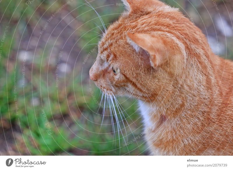 angespannt Haustier Katze Fell Fellfarbe Tigerfellmuster Schnurrhaar Ohr Hauskatze beobachten Blick blond schön kuschlig niedlich klug rot Optimismus