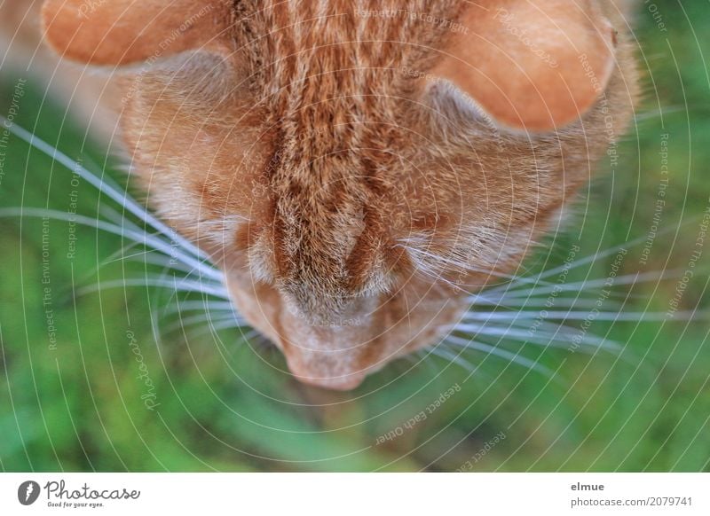 Vogelperspektive Haustier Katze Fell Fellfarbe Schnurrhaar Nase Ohr beobachten Blick Coolness kuschlig wild weich rot Vorfreude Romantik Wachsamkeit Neugier