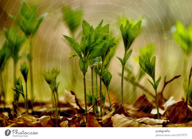 Wachsen Umwelt Natur Pflanze Erde Frühling Blatt Grünpflanze Wildpflanze Wachstum natürlich Leben Farbfoto Außenaufnahme Tag Unschärfe Jungpflanze klein