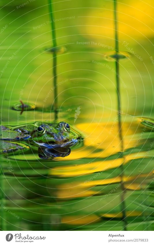 Froschkönig mit Goldkugel Umwelt Natur Landschaft Tier Wasser Garten Park Teich See Bach Wildtier 1 Schwimmen & Baden Küssen springen träumen warten Neugier