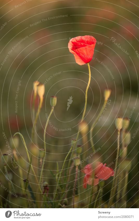 Mohnblumen Natur Landschaft Pflanze Sommer Schönes Wetter Blume Blüte Mohnblüte Wiese Blühend Wachstum klein rot Samen Farbfoto Außenaufnahme Menschenleer Tag