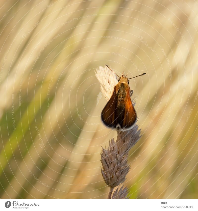 Alter Falter Umwelt Natur Pflanze Tier Sommer Schönes Wetter Gras Wiese Wildtier Schmetterling Flügel 1 sitzen ästhetisch Freundlichkeit klein nachhaltig