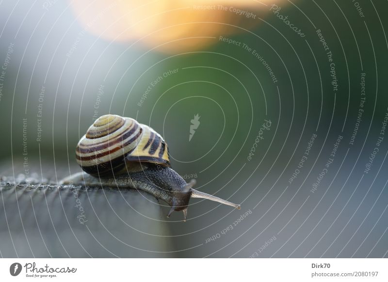 Schnecke im Abendlicht Umwelt Natur Sonne Sonnenlicht Sommer Schönes Wetter Garten Park Deutschland Zaun Gartenzaun Holzzaun Tier Wildtier Schneckenhaus