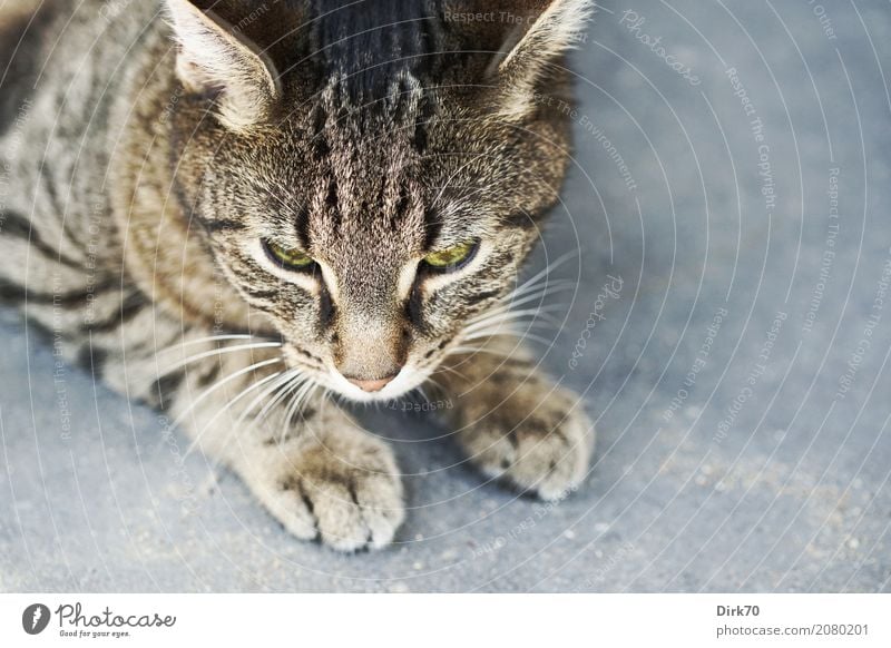 Auf dem Sprung Terrasse Pflastersteine Tier Haustier Katze Tiergesicht Pfote Hauskatze Tigerkatze Tigerfellmuster tabby 1 Stein Beton beobachten Jagd liegen