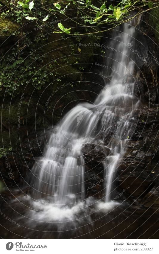 *400* Irland 1 Leben harmonisch Erholung ruhig Ferien & Urlaub & Reisen Berge u. Gebirge Natur Landschaft Pflanze Wasser Frühling Sommer Wald Felsen Wasserfall