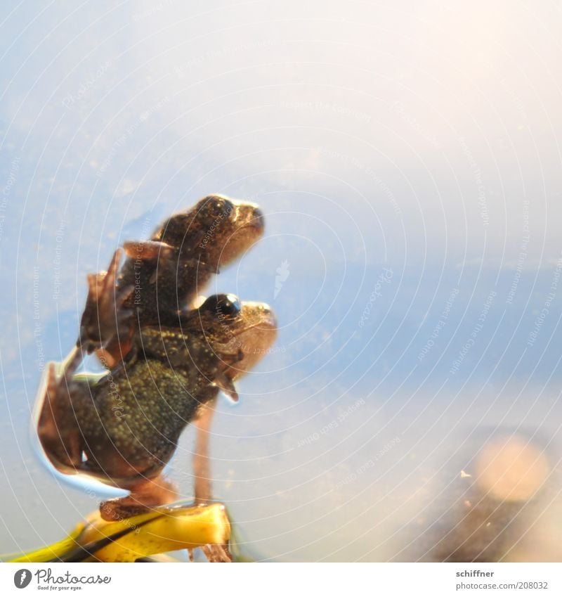 Angie und Guido Tier Frosch 2 Tierpaar Tierjunges hocken sitzen klein Laster Zusammenhalt Zusammensein zusammengehörig aufeinander Nahaufnahme Makroaufnahme