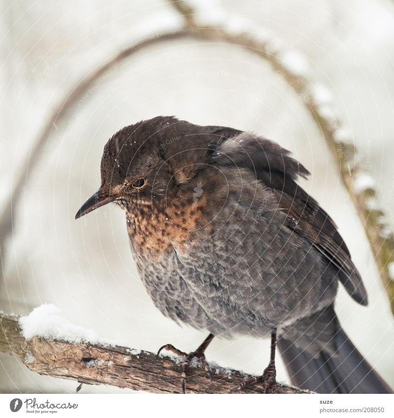 Unter der Haube Umwelt Natur Pflanze Tier Winter Wildtier Vogel 1 sitzen Traurigkeit warten kuschlig klein niedlich braun grau Feder Gesang Singvögel Zweig