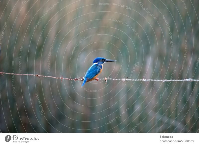 Profi(l) Ausflug Abenteuer Ferne Freiheit Umwelt Natur Küste Seeufer Flussufer Tier Wildtier Vogel Tiergesicht Eisvögel Schnabel 1 beobachten natürlich