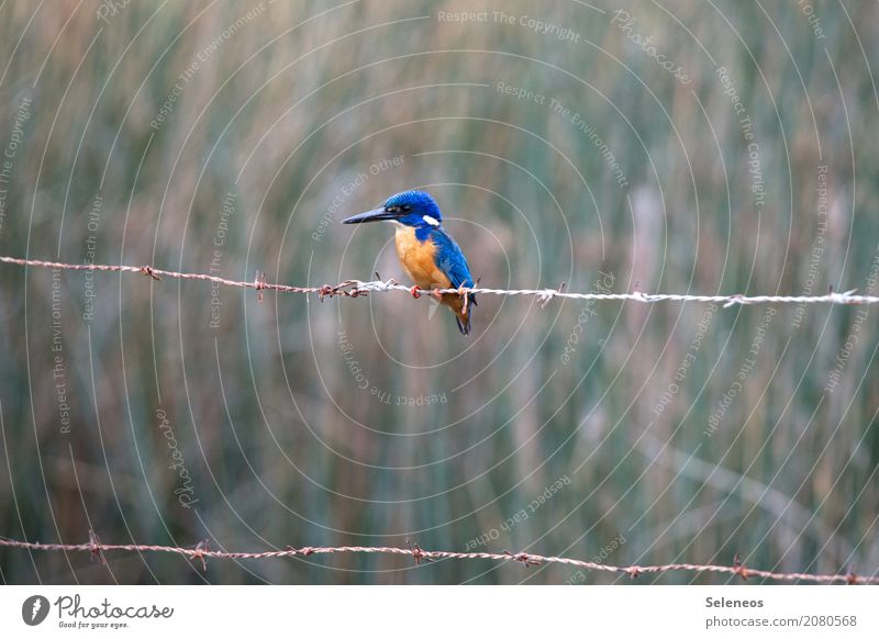 abwarten Ausflug Abenteuer Ferne Freiheit Umwelt Natur Küste Seeufer Flussufer Tier Wildtier Vogel Tiergesicht Flügel Eisvögel 1 beobachten klein nah natürlich