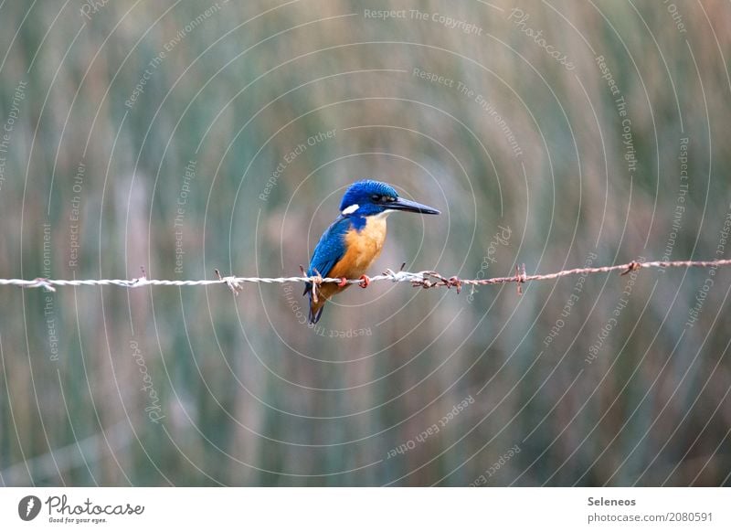 blaues gold Ausflug Freiheit Safari Natur Küste Seeufer Flussufer Tier Wildtier Vogel Tiergesicht Eisvögel 1 exotisch nah natürlich Farbfoto Außenaufnahme